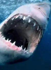 纪录片：海洋捕食者